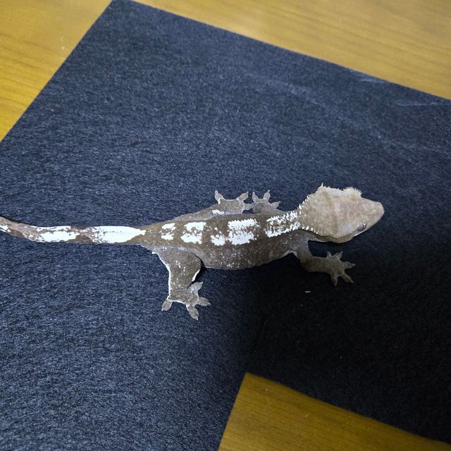 아잔틱
