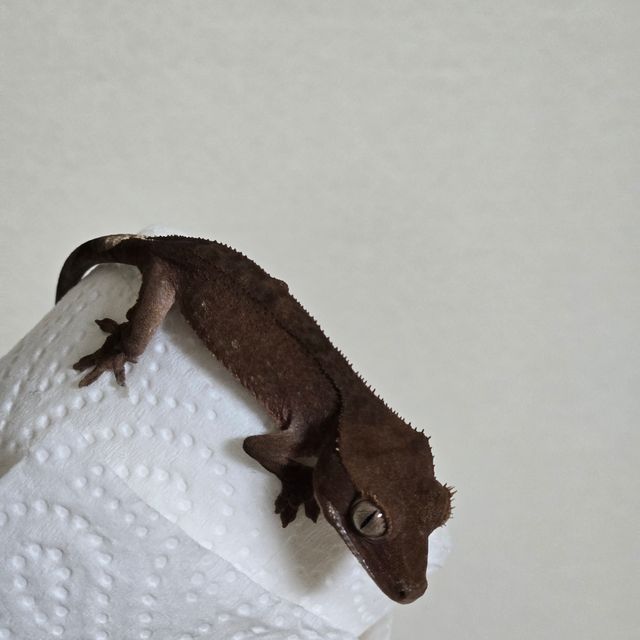 벅스킨 다크 블랙