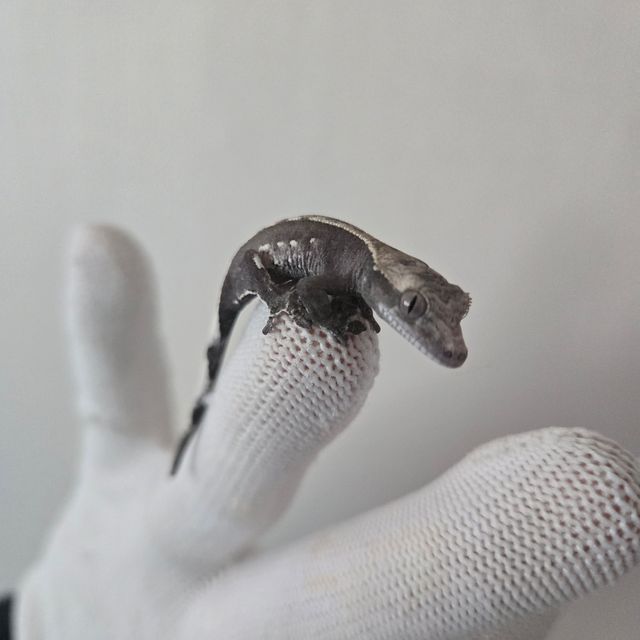 아잔틱