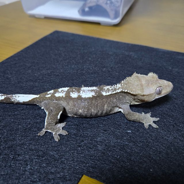 아잔틱
