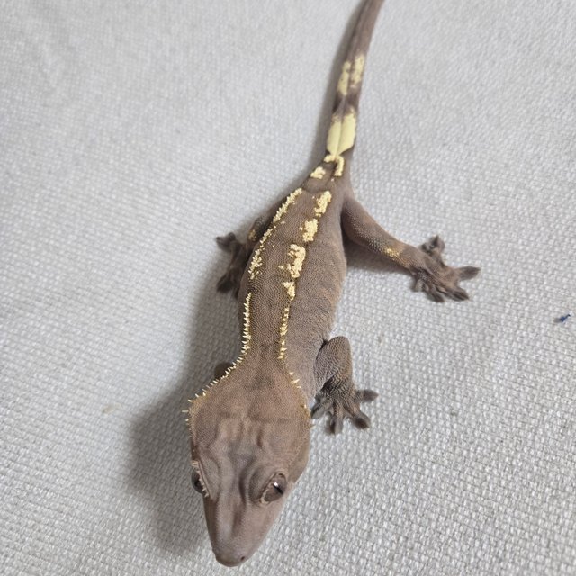 100%헷아잔틱 세이블