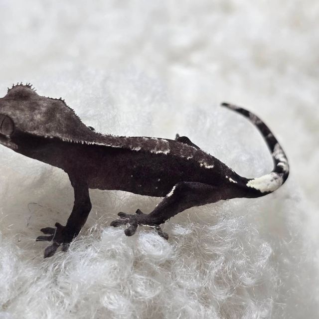 아잔틱