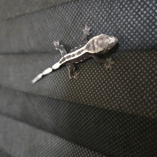 아잔틱