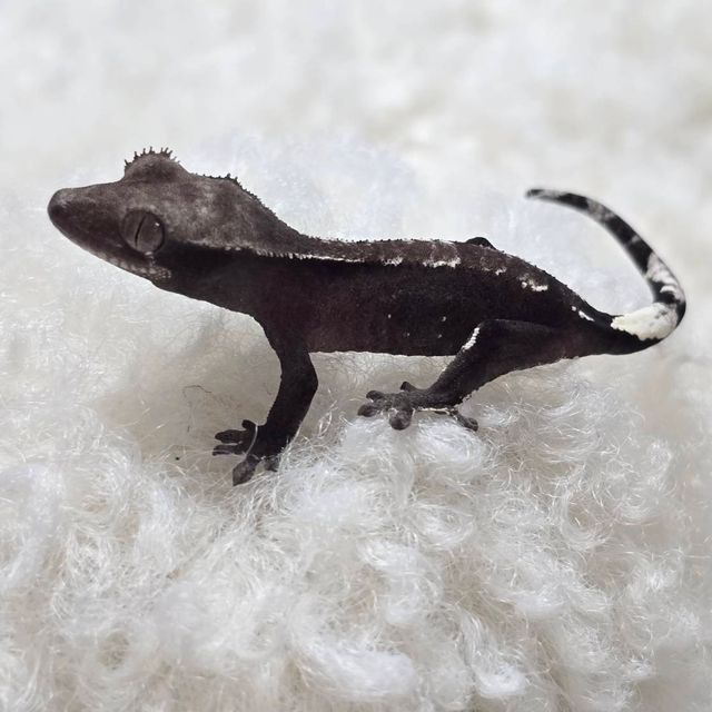 아잔틱