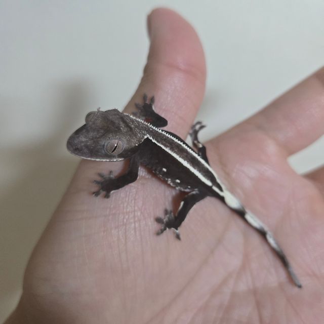 아잔틱