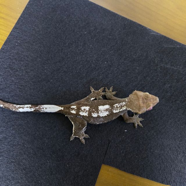 아잔틱