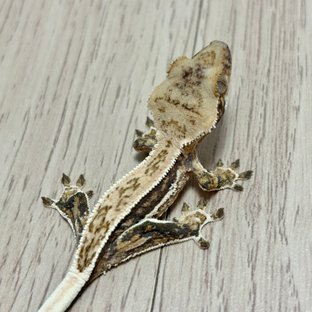 노멀 익스트림할리퀸 트라이 화이트스팟 화이트핀 화이트