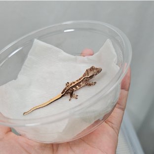 노멀 화이트스팟 화이트 핀스트라이프