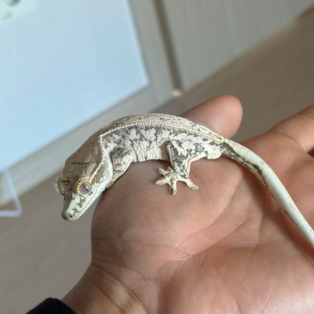 노멀 풀핀 화이트스팟 핀스트라이프 화이트