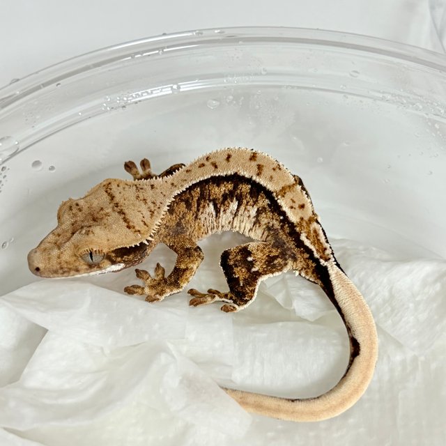 노멀 익스트림할리퀸 화이트스팟 할리퀸 화이트핀 타이거