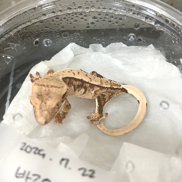 노멀 익스트림할리퀸 화이트스팟 할리퀸 화이트핀 타이거