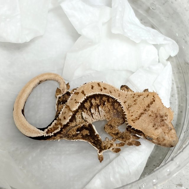 노멀 익스트림할리퀸 화이트스팟 할리퀸 화이트핀 타이거