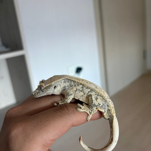 노멀 풀핀 화이트스팟 핀스트라이프 화이트