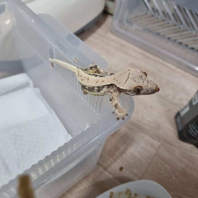 릴리화이트