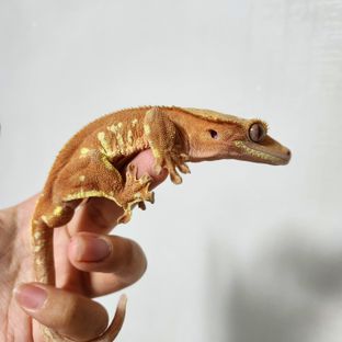 노아