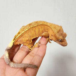 크림 카푸치노