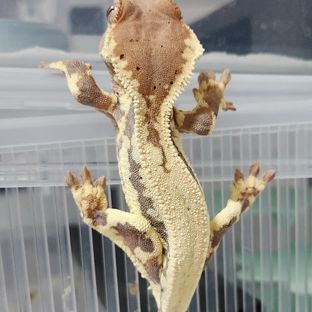 프라푸치노