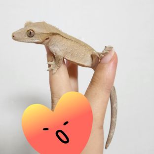 크림 카푸치노 팬텀