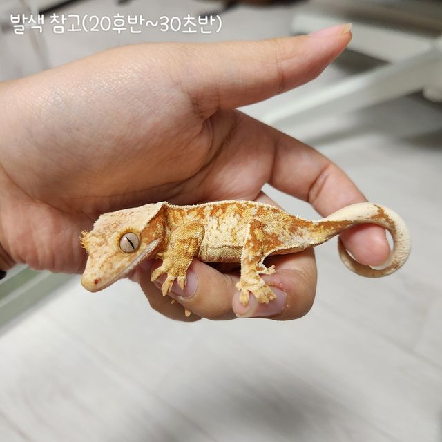 레드 트라이