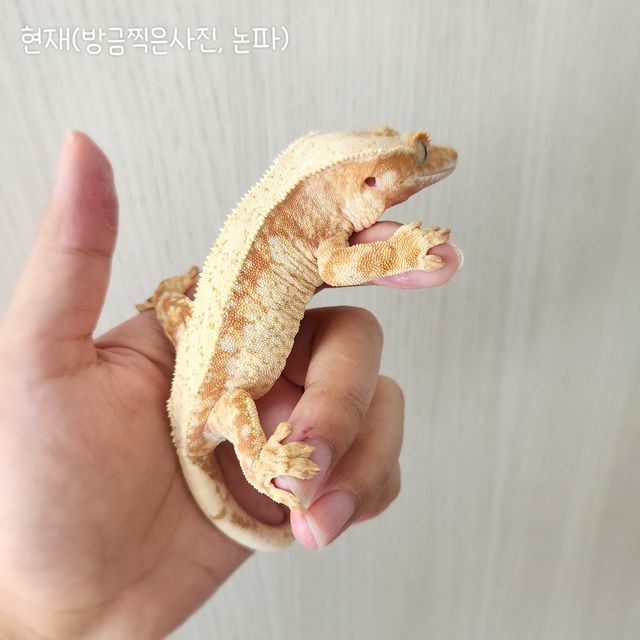 레드 트라이