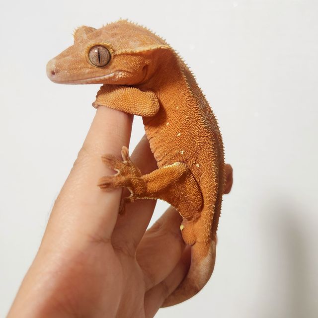 레드 바이