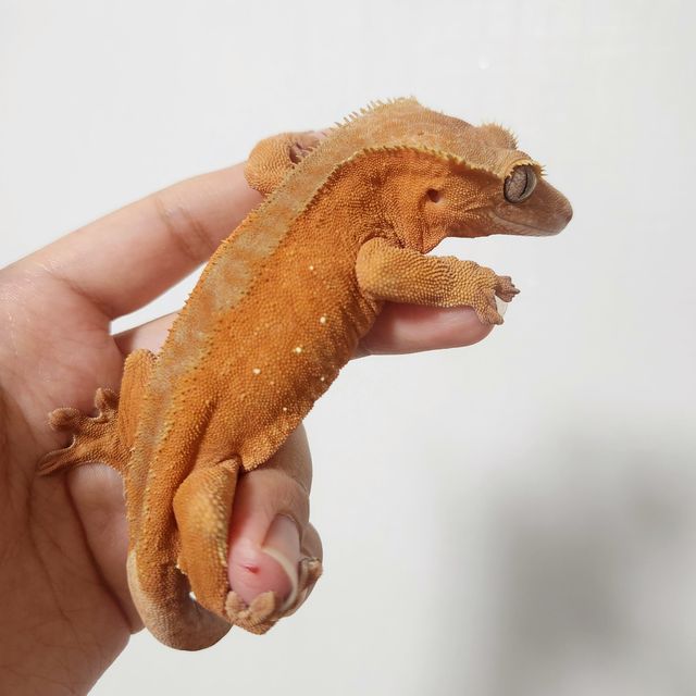 레드 바이