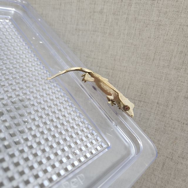 레드 바이
