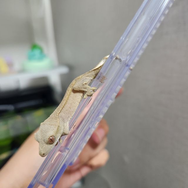 레드 바이