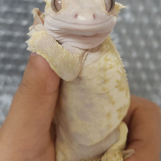 레드 핀스트라이프 트라이