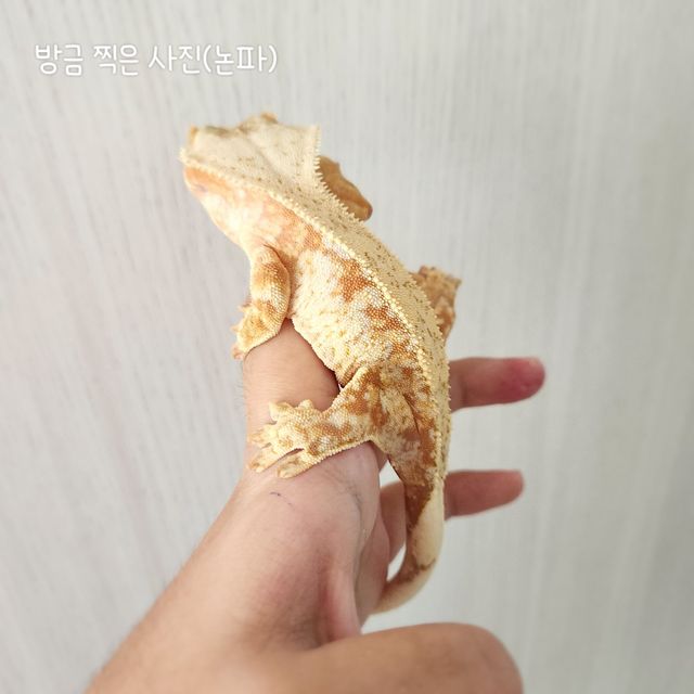레드 트라이