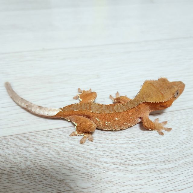 레드 바이 화이트포트홀
