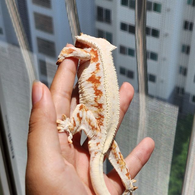 레드 릴리화이트