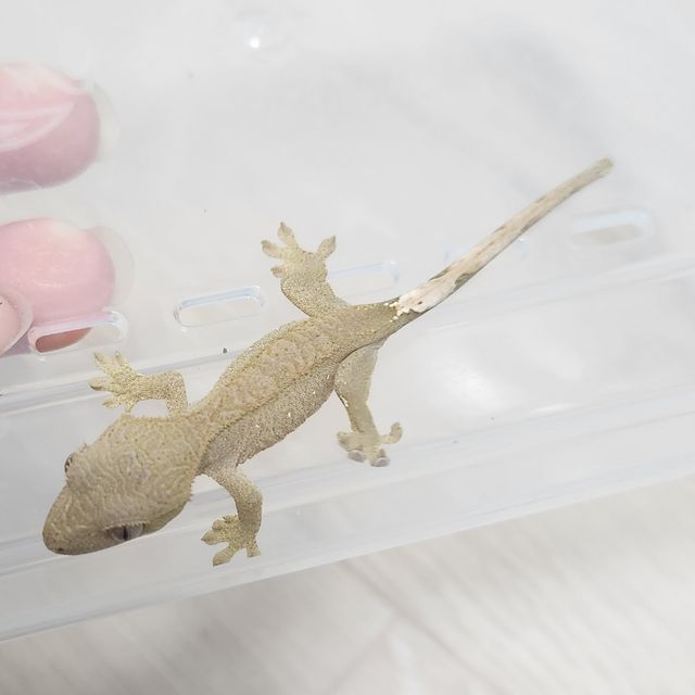 레드 바이