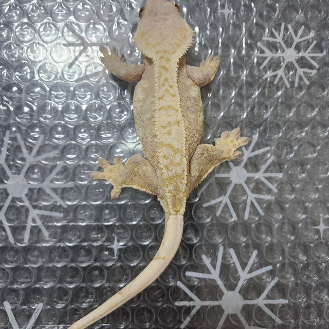 레드 핀스트라이프 트라이