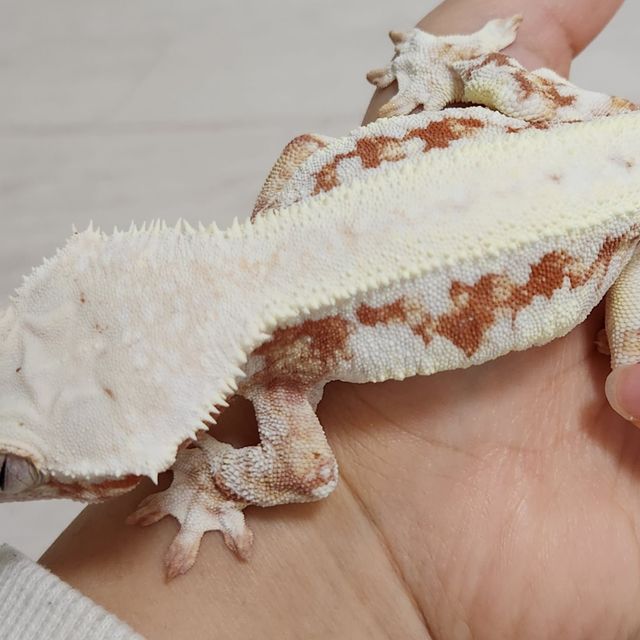 레드 릴리화이트