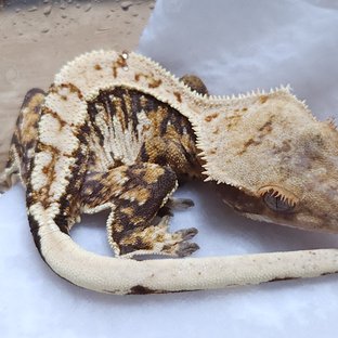 노멀 트라이 쿼드 핀스트라이프 텐저린 나비스