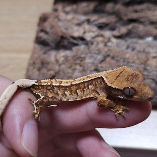 노멀 트라이 쿼드 텐저린