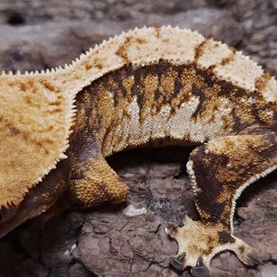 노멀 트라이 쿼드 텐저린