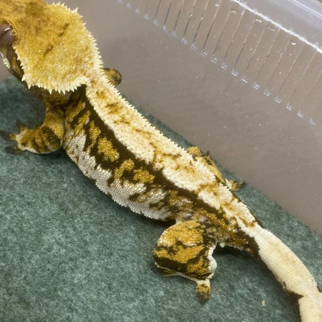 노멀 쿼드 텐저린