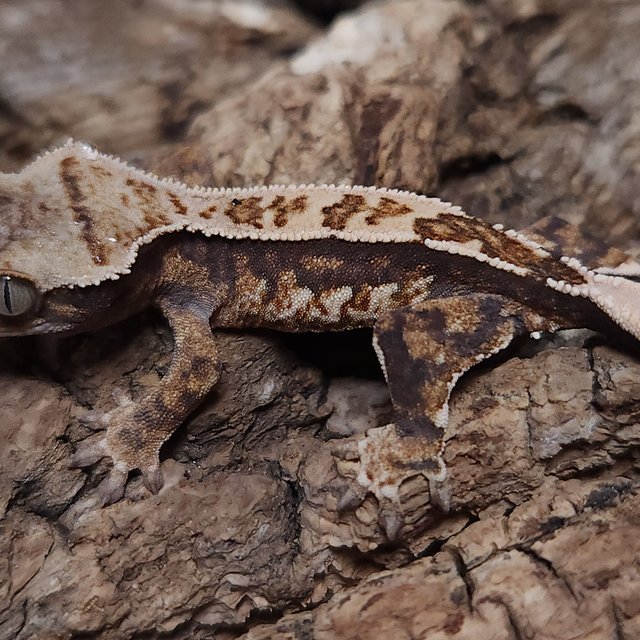 노멀 트라이 쿼드 핀스트라이프 텐저린 나비스