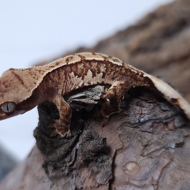 노멀 쿼드 텐저린 트라이 익스트림할리퀸