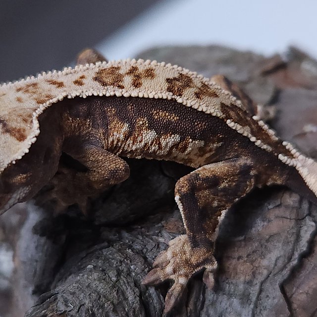 노멀 트라이 쿼드 핀스트라이프 텐저린 나비스