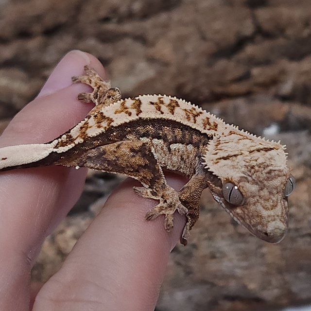 노멀 트라이 쿼드 핀스트라이프 텐저린 나비스