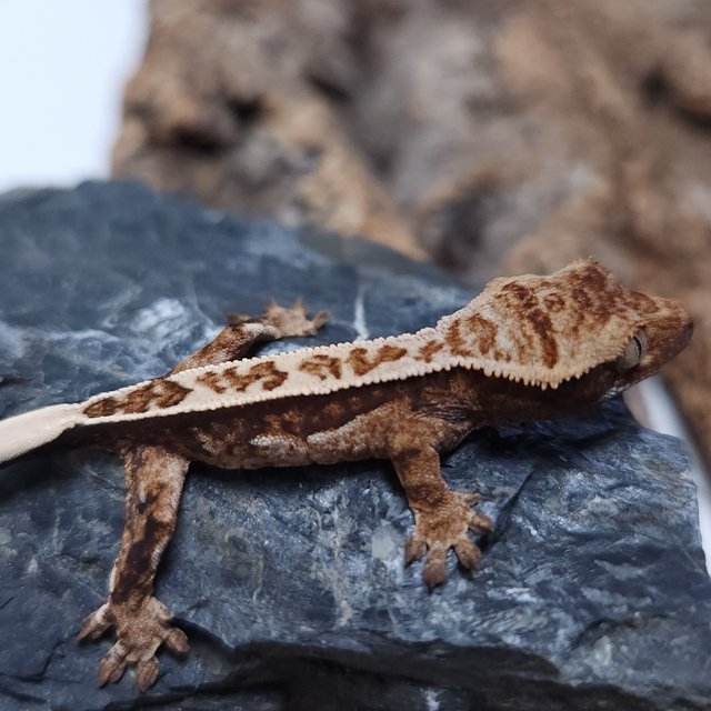 노멀 트라이 핀스트라이프 텐저린