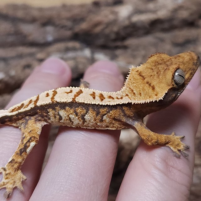 노멀 트라이 쿼드 텐저린