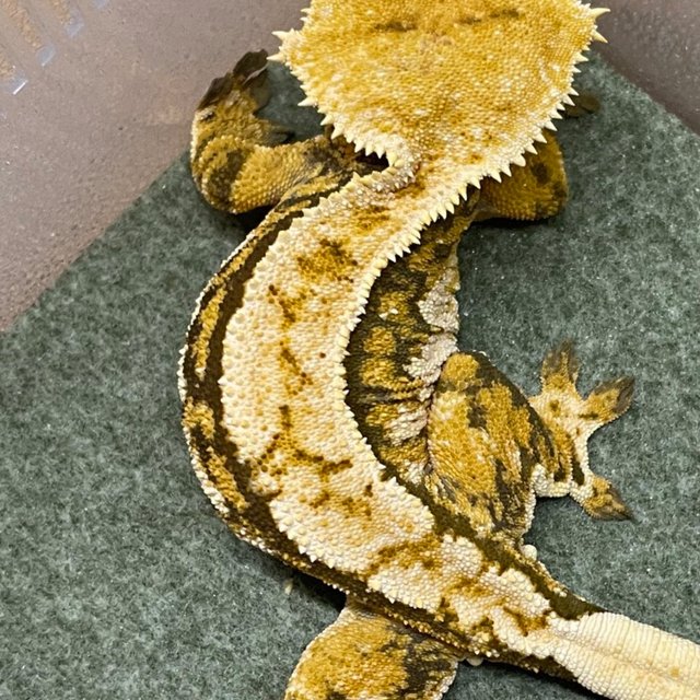 노멀 쿼드 텐저린