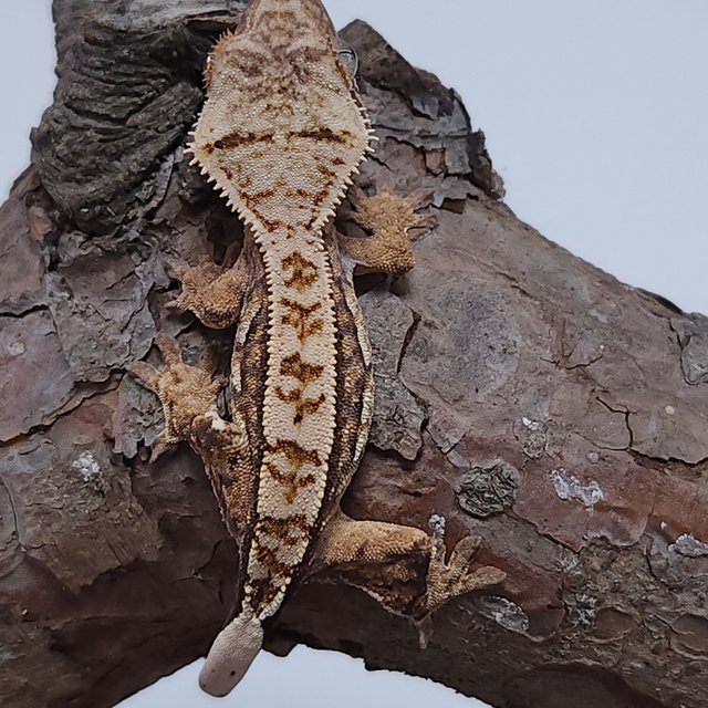 노멀 트라이 쿼드 핀스트라이프 텐저린 나비스