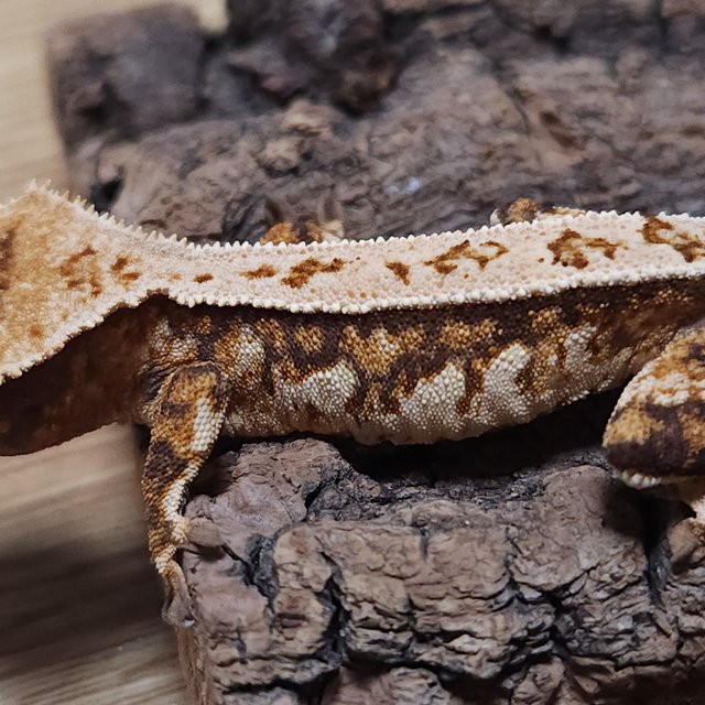 노멀 트라이 쿼드 텐저린