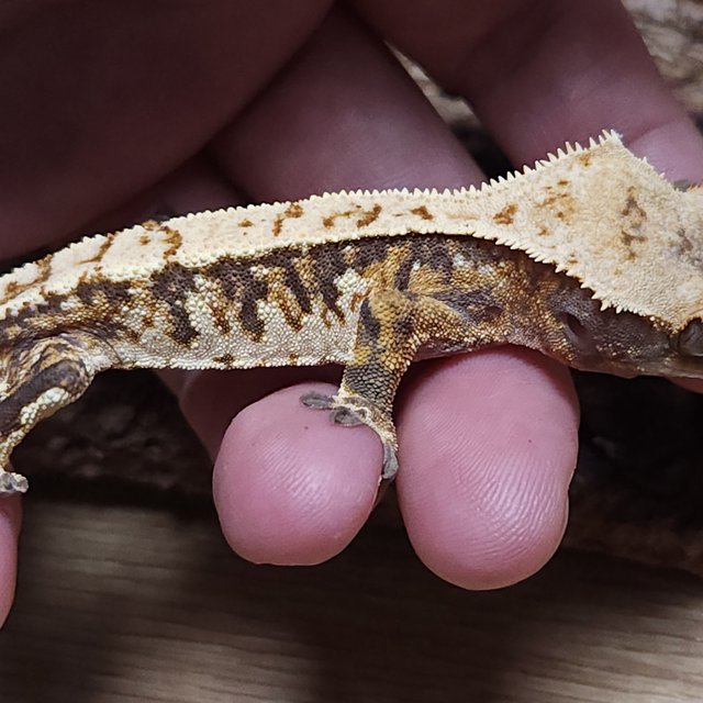 노멀 트라이 쿼드 핀스트라이프 텐저린 나비스