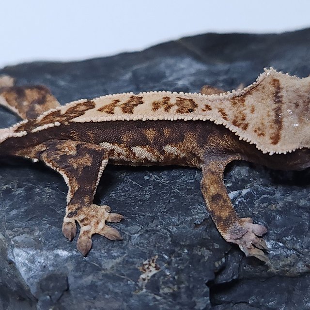 노멀 트라이 쿼드 핀스트라이프 텐저린 나비스